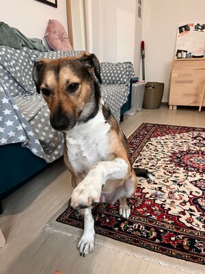 Gaia, Mischling - Hündin