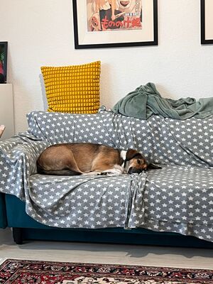 Gaia, Mischling - Hündin