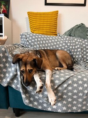 Gaia, Mischling - Hündin