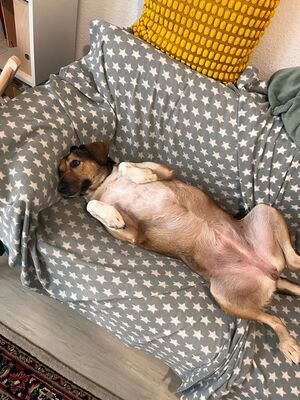 Gaia, Mischling - Hündin