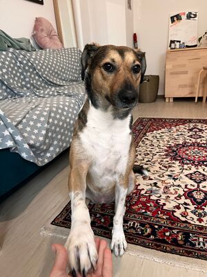 Gaia, Mischling - Hündin