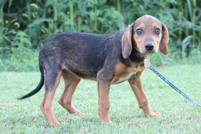 Gaia, Mischling Welpen - Hündin