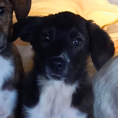 Gaia - selbstbewusst, robust, stabil 😎