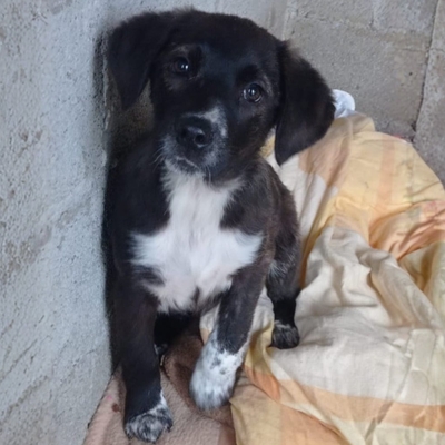 Gaia - selbstbewusst, robust, stabil 😎, Mischling Welpen - Hündin