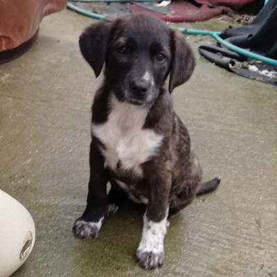 Gaia - selbstbewusst, robust, stabil 😎, Mischling Welpen - Hündin