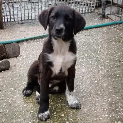 Gaia - selbstbewusst, robust, stabil 😎, Mischling Welpen - Hündin