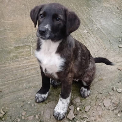 Gaia - selbstbewusst, robust, stabil 😎 / Vogemerkt, Mischling Welpen - Hündin