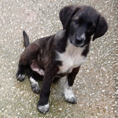 Gaia - selbstbewusst, robust, stabil 😎 / Vogemerkt, Mischling Welpen - Hündin