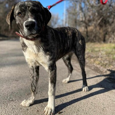 💥Galina ist eine sehr junge Herdenschutz-Hündin und hat eine außergewöhnliche Persönlichkeit 💥, Zentral Asiatische Schäferhund- Mischlingshündin - Hündin