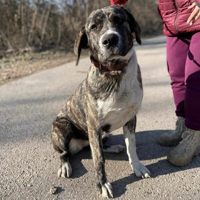 💥Galina ist eine sehr junge Herdenschutz-Hündin und hat eine außergewöhnliche Persönlichkeit 💥, Zentral Asiatische Schäferhund- Mischlingshündin - Hündin