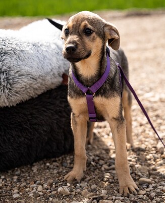 Galina, mischling Welpen - Hündin