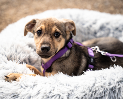 Galina, mischling Welpen - Hündin