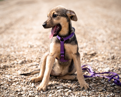 Galina, mischling Welpen - Hündin