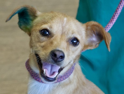 Galleta, Mix - Hündin