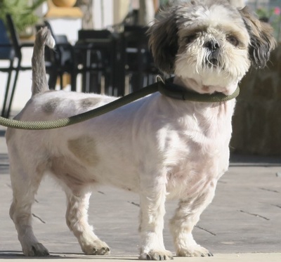 Galo, Shih Tzu Mix - Rüde