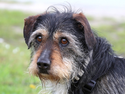 Gamma, Dackel-Mix - Rüde