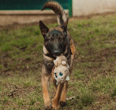 Garry junger Malinois Rüde sucht dringend ein Zuhause, Malinois - Rüde