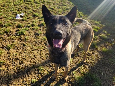 Garry junger Malinois Rüde sucht dringend ein Zuhause, Malinois - Rüde