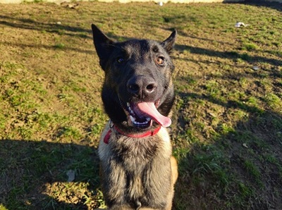 Garry junger Malinois Rüde sucht dringend ein Zuhause, Malinois - Rüde