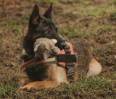 Garry junger Malinois Rüde sucht dringend ein Zuhause, Malinois - Rüde