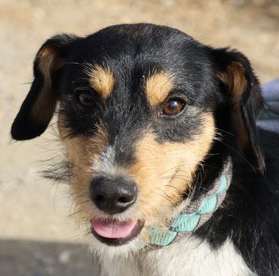 Gary, Bodeguero Andaluz - Mix - Rüde