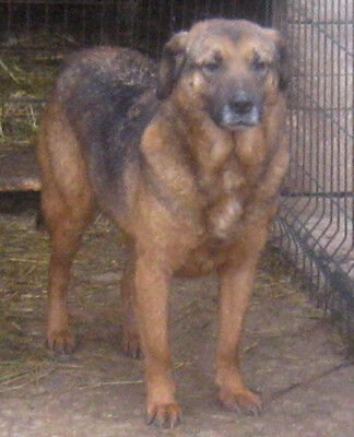 Gary wartet auf IHREN Anruf-NOTFALL, Mischling - Rüde