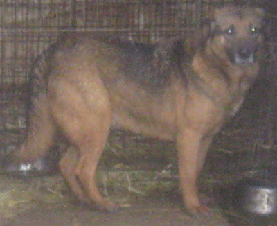 Gary wartet auf IHREN Anruf - NOTFALL, Mischling - Rüde