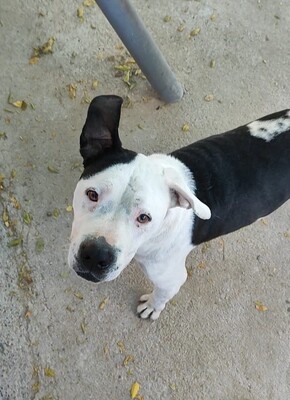 Gaspar, American Bulldog-Mischling - Rüde