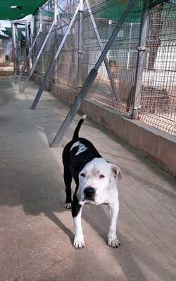 Gaspar, American Bulldog-Mischling - Rüde