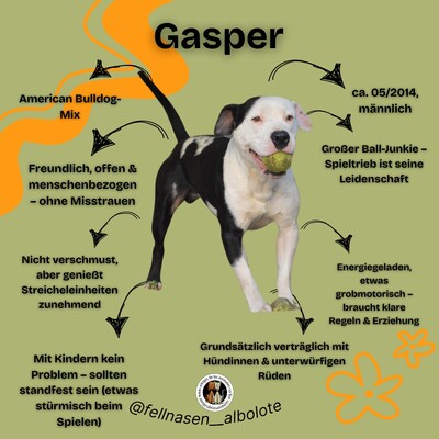 Gaspar, American Bulldog-Mischling - Rüde