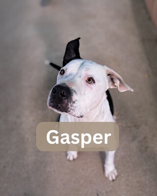 Gasper