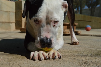 Gasper, American Bulldog Mischling - Rüde