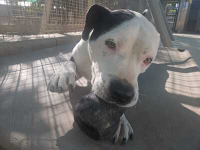 Gasper, American Bulldog Mischling - Rüde