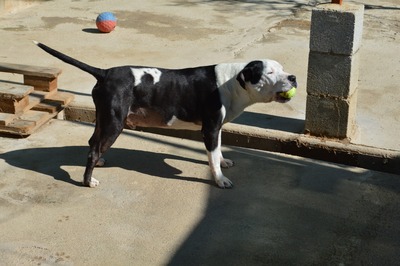 Gasper, American Bulldog Mischling - Rüde