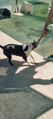 Gasper, American Bulldog Mischling - Rüde