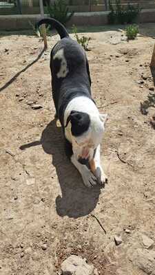 Gasper, American Bulldog Mischling - Rüde