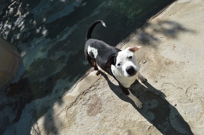 Gasper, American Bulldog Mischling - Rüde