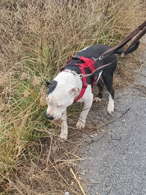 Gasper, American Bulldog Mischling - Rüde