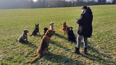 Gassiservice *mobile Hundebetreuung*Hundesitter*dogwalker*