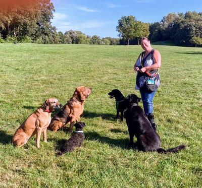 Gassiservice *mobile Hundebetreuung*Hundesitter*dogwalker*