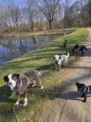 Gassiservice *mobile Hundebetreuung*Hundesitter*dogwalker*