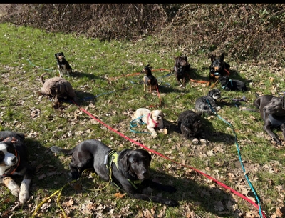 Gassiservice *mobile Hundebetreuung*Hundesitter*dogwalker*