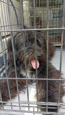 Gavroche sucht ein liebevolles Zuhause