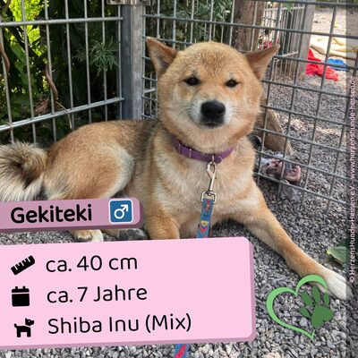 😍 Gekiteki - auf Pflegestelle - Shiba Inu (Mix) Rüde - freundlich, Shiba Inu Mix - Hündin