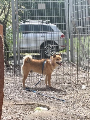 😍 Gekiteki - auf Pflegestelle - Shiba Inu (Mix) Rüde - freundlich, Shiba Inu Mix - Hündin