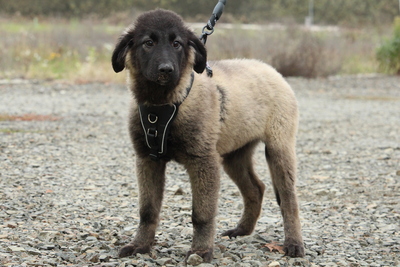 Gela, Mischling Welpen - Hündin