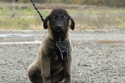 Gela, Mischling Welpen - Hündin