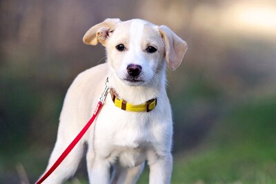 Gemma, Beagle/JackRusselMix Welpen - Hündin