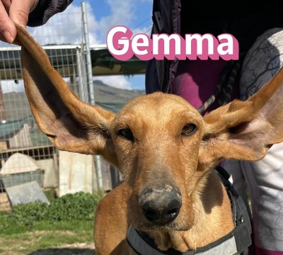Gemma