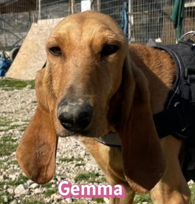 Gemma, Bracke - Hündin